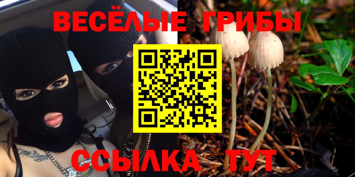 Псилоцибиновые грибы Psilocybe Тосно